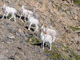 Dall sheep, Wrangell-St. Elias National Park & Preserve, 2015