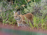 Bobcat, Black Canyon of the Gunnison National Park, 2013.