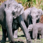 Asian Elephant Conservation Fund