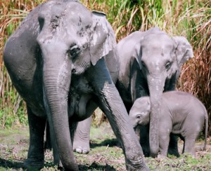 Asian Elephant Conservation Fund