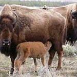 Yellowstone Bison with Calf