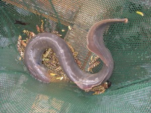 Adult Pacific Lamprey