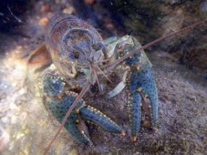 Crayfish Crayfish