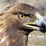 Golden Eagle