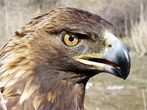 Golden Eagle Golden Eagle