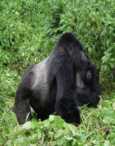 Mountain Gorilla Mountain Gorilla