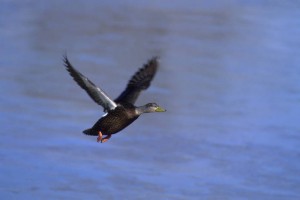 American Black Duck