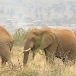 A group of male African elephants