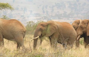 A group of male African elephants A group of male African elephants