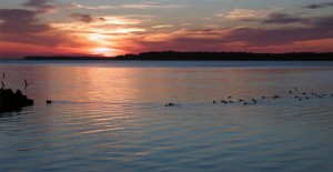 Sea Duck