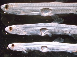 Young_Smelt
