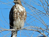 Birds are the most visible animals at the park, Pinnacles National Park, 2014