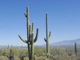 Saguaro National Park