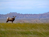 Bighorn sheep, Badlands National Park, 2014.