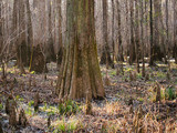 Congaree National Park