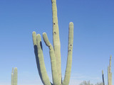 Saguaro National Park