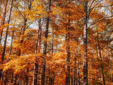 Great Smoky Mountains National Park