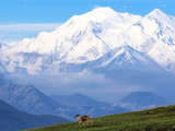 Denali National Park