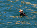 Glacier Bay National Park