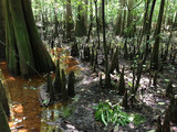 Congaree National Park