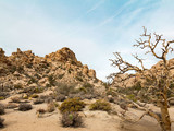 Joshua Tree National Park