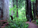 Redwood National Park