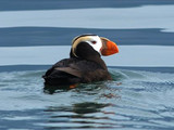 Tufted puffin (Fratercula cirrhata), Glacier Bay National Park and Preserve, 2014