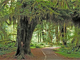 Olympic National Park