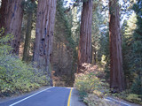 Sequoia National Park