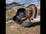 Wild turkey, Wind Cave National Park, 2013