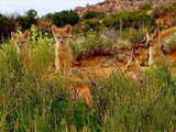 Desert kit fox pups, Arches National Park, 2015.