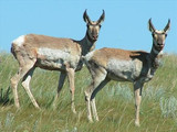 Pronghorn (Antilocapra americana), Theodore Roosevelt National Park, 2015