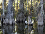 A great egret in a cypress grove