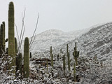 Saguaro National Park