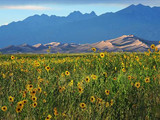 Starflowers in front of Star Dune and Crestone Peaks, Great Sand Dunes National Park and Preserve, 2015