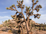 Joshua Tree National Park