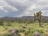 Green grass covers Sheep Pass Campground, Joshua Tree National Park, 2015