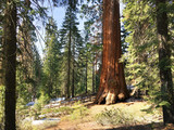 Sequoia National Park