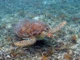 Green sea turtle and baitfish, Virgin Islands National Park, 2015