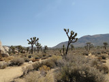 Joshua Tree National Park