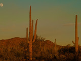 Saguaro National Park