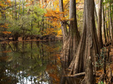 Congaree National Park