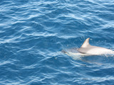 Channel Islands National Park