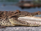 American crocodile (Crocodylus acutus) gaping, Everglades National Park, 2015.