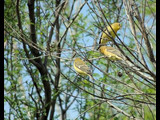 Lesser goldfinch females (Spinus psaltria), Big Bend National Park, 2015.