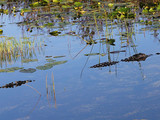 Everglades National Park