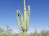 Saguaro National Park