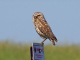 Burrowing owl, Badlands National Park, 2014.