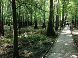 Congaree National Park