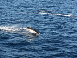 Channel Islands National Park